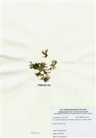 藏品(海木耳)的圖片